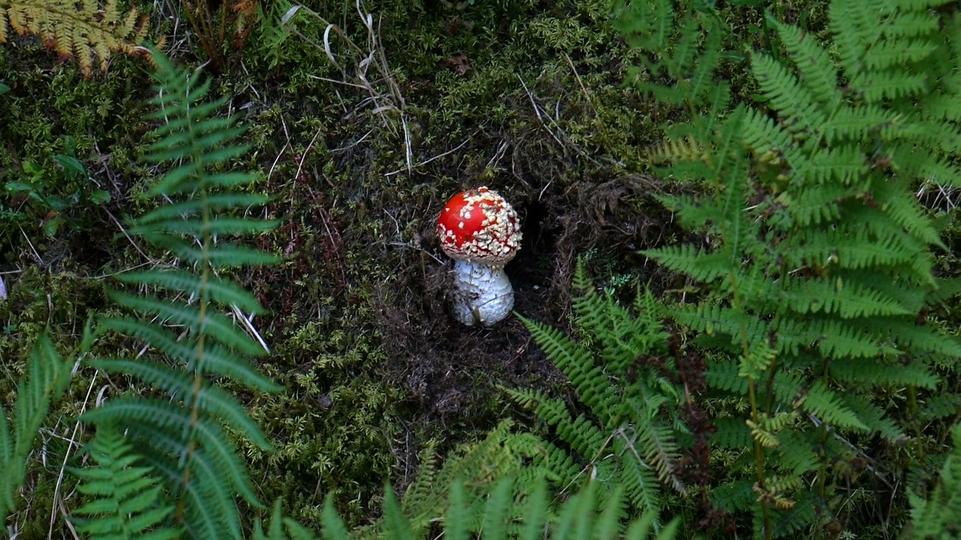 Red Amanita muscaria surrounded by green fern leaves