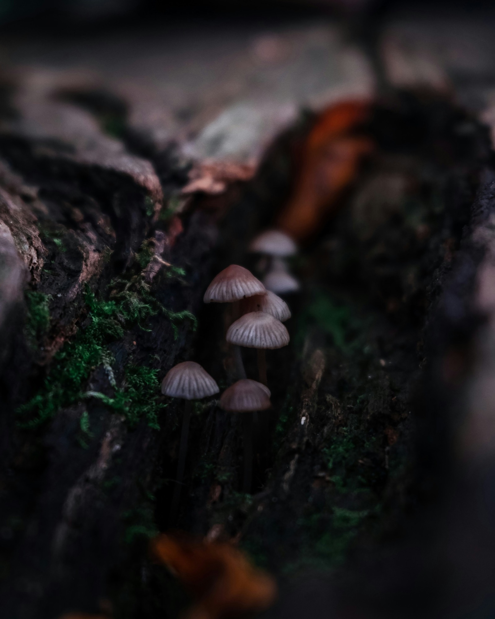 Small mushrooms growing in deep moss